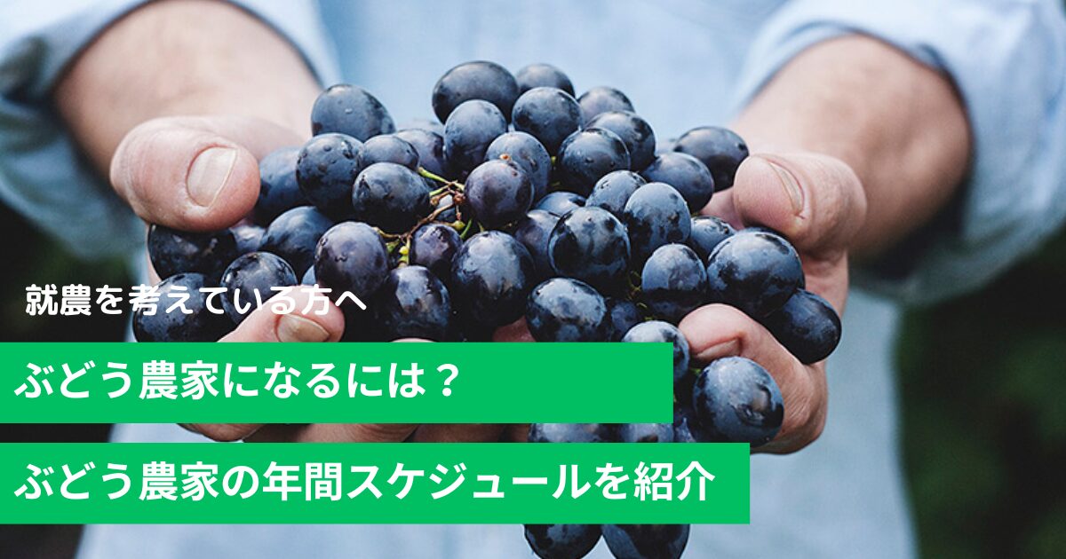 ぶどう農家になるには？年間スケジュールも紹介