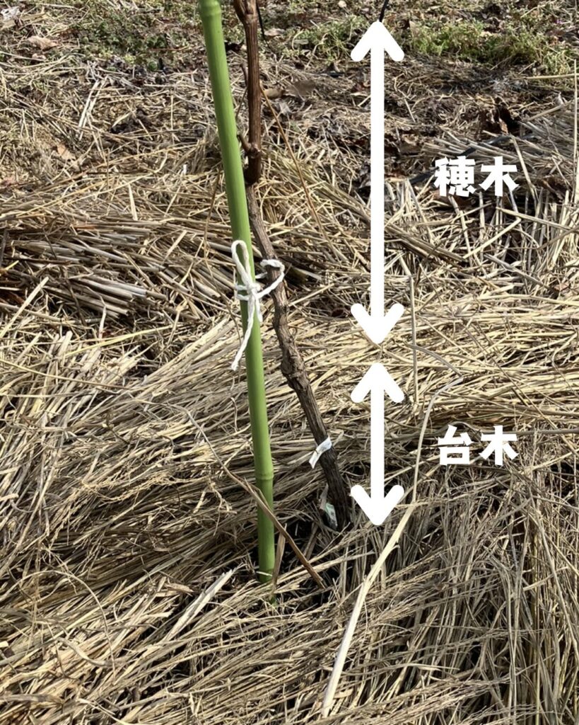 ぶどう苗木の良し悪しの見分け方！失敗しないために初心者が知るべき3つのポイント。