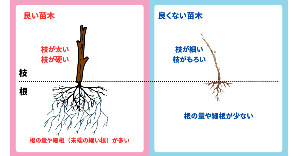 苗木の良し悪し